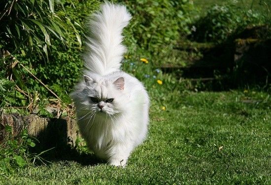 LES CHATS