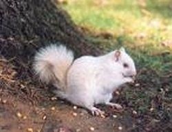 DES ANIMAUX TRES PARTICULIERS